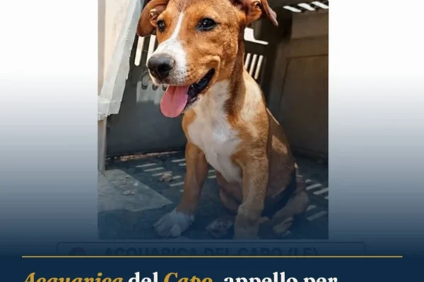 Acquarica del Capo, appello per Kikka: cucciola smarrita cerca aiuto