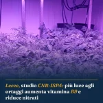Anteprima di: Lecce, studio CNR-ISPA: più luce agli ortaggi aumenta vitamina B9 e riduce nitrati