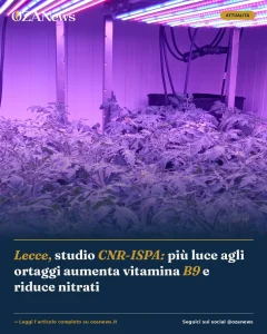Anteprima di: Lecce, studio CNR-ISPA: più luce agli ortaggi aumenta vitamina B9 e riduce nitrati