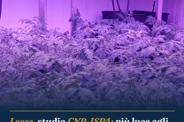 Lecce, studio CNR-ISPA: più luce agli ortaggi aumenta vitamina B9 e riduce nitrati
