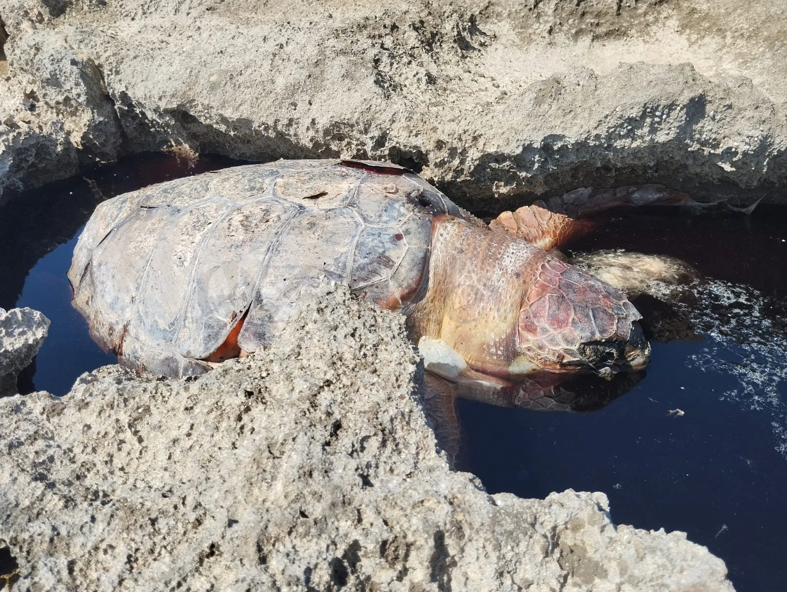 Foto: Mancaversa, carcassa di tartaruga riaccende polemiche sui ritardi