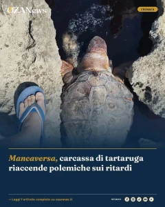 Anteprima di: Mancaversa, carcassa di tartaruga riaccende polemiche sui ritardi