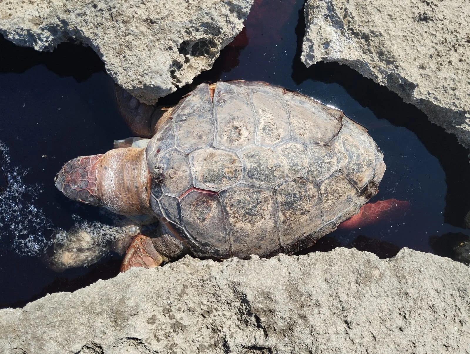 Foto: Mancaversa, carcassa di tartaruga riaccende polemiche sui ritardi