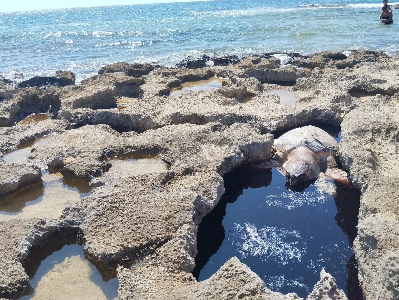 Foto: Mancaversa, carcassa di tartaruga riaccende polemiche sui ritardi