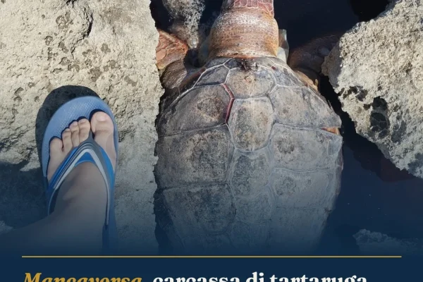Mancaversa, carcassa di tartaruga riaccende polemiche sui ritardi