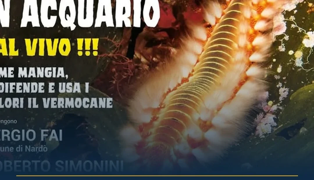 Anteprima di: Nardò, l'Acquario del Salento ospita un percorso sul vermocane