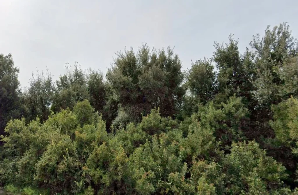 Dettaglio 3: Nard&ograve;, Xylella: studio Unisalento rivela aumento temperature e ruolo leccete