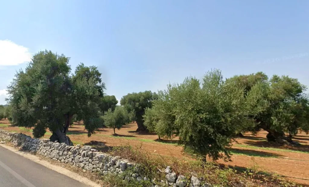 Dettaglio 4: Nard&ograve;, Xylella: studio Unisalento rivela aumento temperature e ruolo leccete