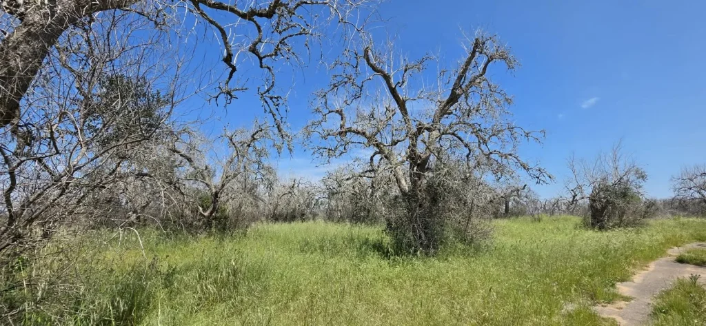Dettaglio 5: Nard&ograve;, Xylella: studio Unisalento rivela aumento temperature e ruolo leccete