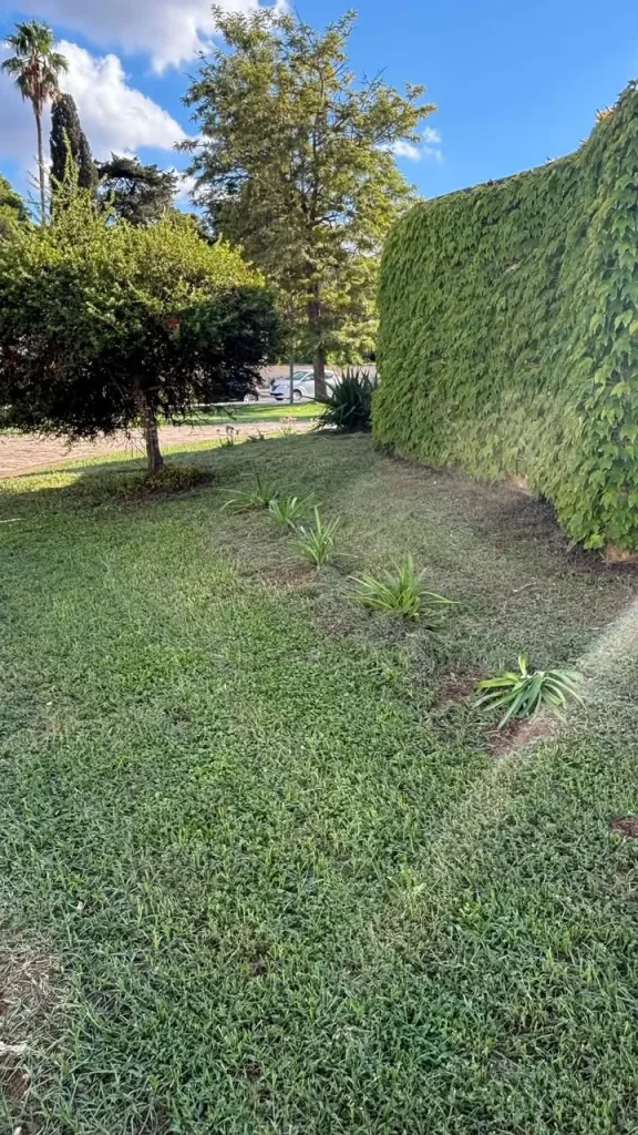 Dettaglio 2: Poggiardo e Vaste, ville comunali più verdi: installati nuovi impianti e alberi