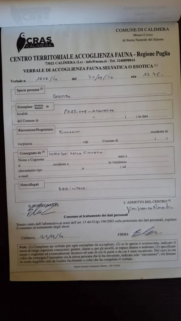 Dettaglio 2: Presicce-Acquarica, giovane Daiana salva colombo e riceve encomio dal Comune