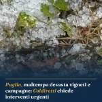 Anteprima di: Puglia, maltempo devasta vigneti e campagne: Coldiretti chiede interventi urgenti