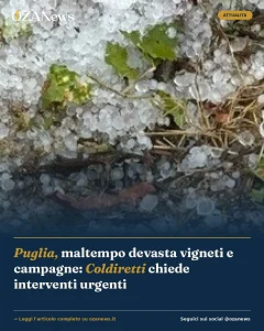 Anteprima di: Puglia, maltempo devasta vigneti e campagne: Coldiretti chiede interventi urgenti