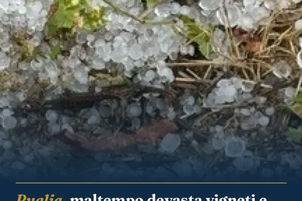 Puglia, maltempo devasta vigneti e campagne: Coldiretti chiede interventi urgenti