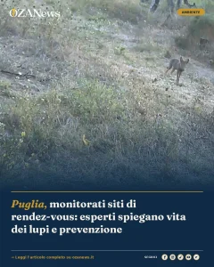 Anteprima di: Puglia, monitorati siti di rendez-vous: esperti spiegano vita dei lupi e prevenzione