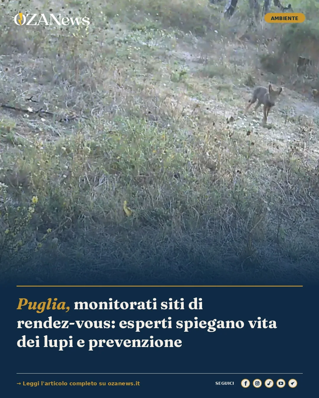 Foto: Puglia, monitorati siti di rendez-vous: esperti spiegano vita dei lupi e prevenzione