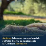 Anteprima di: Ruffano, laboratorio esperienziale sull'olio d'oliva: appuntamento all'Oleificio San Marco