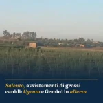 Anteprima di: Salento, avvistamenti di grossi canidi: Ugento e Gemini in allerta