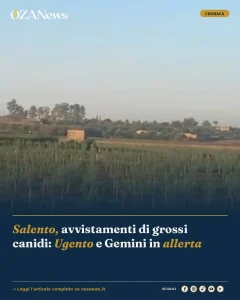Anteprima di: Salento, avvistamenti di grossi canidi: Ugento e Gemini in allerta