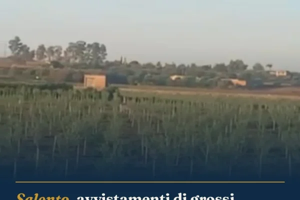 Salento, avvistamenti di grossi canidi: Ugento e Gemini in allerta