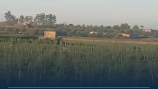Salento, avvistamenti di grossi canidi: Ugento e Gemini in allerta