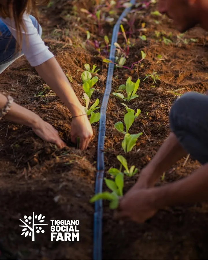 Foto: Tiggiano, al via corso su agricoltura rigenerativa e orto sociale