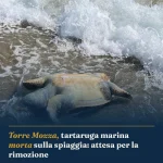 Anteprima di: Torre Mozza, tartaruga marina morta sulla spiaggia: attesa per la rimozione