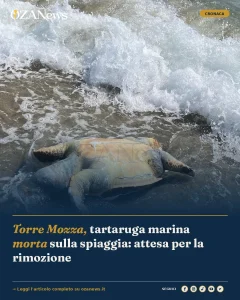 Anteprima di: Torre Mozza, tartaruga marina morta sulla spiaggia: attesa per la rimozione
