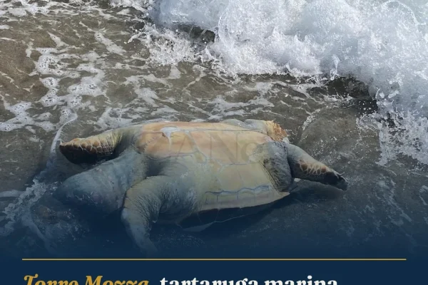 Torre Mozza, tartaruga marina morta sulla spiaggia: attesa per la rimozione