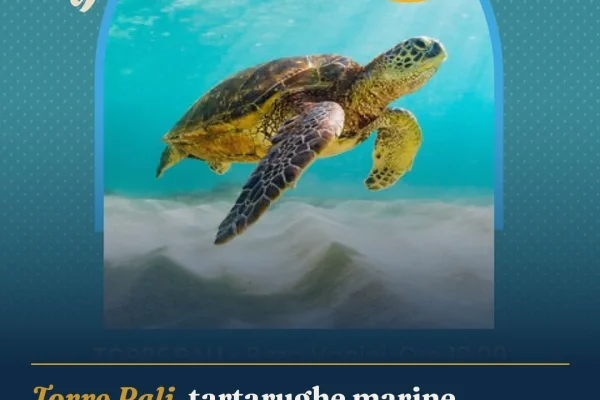 Torre Pali, tartarughe marine liberate: un evento speciale per i bambini