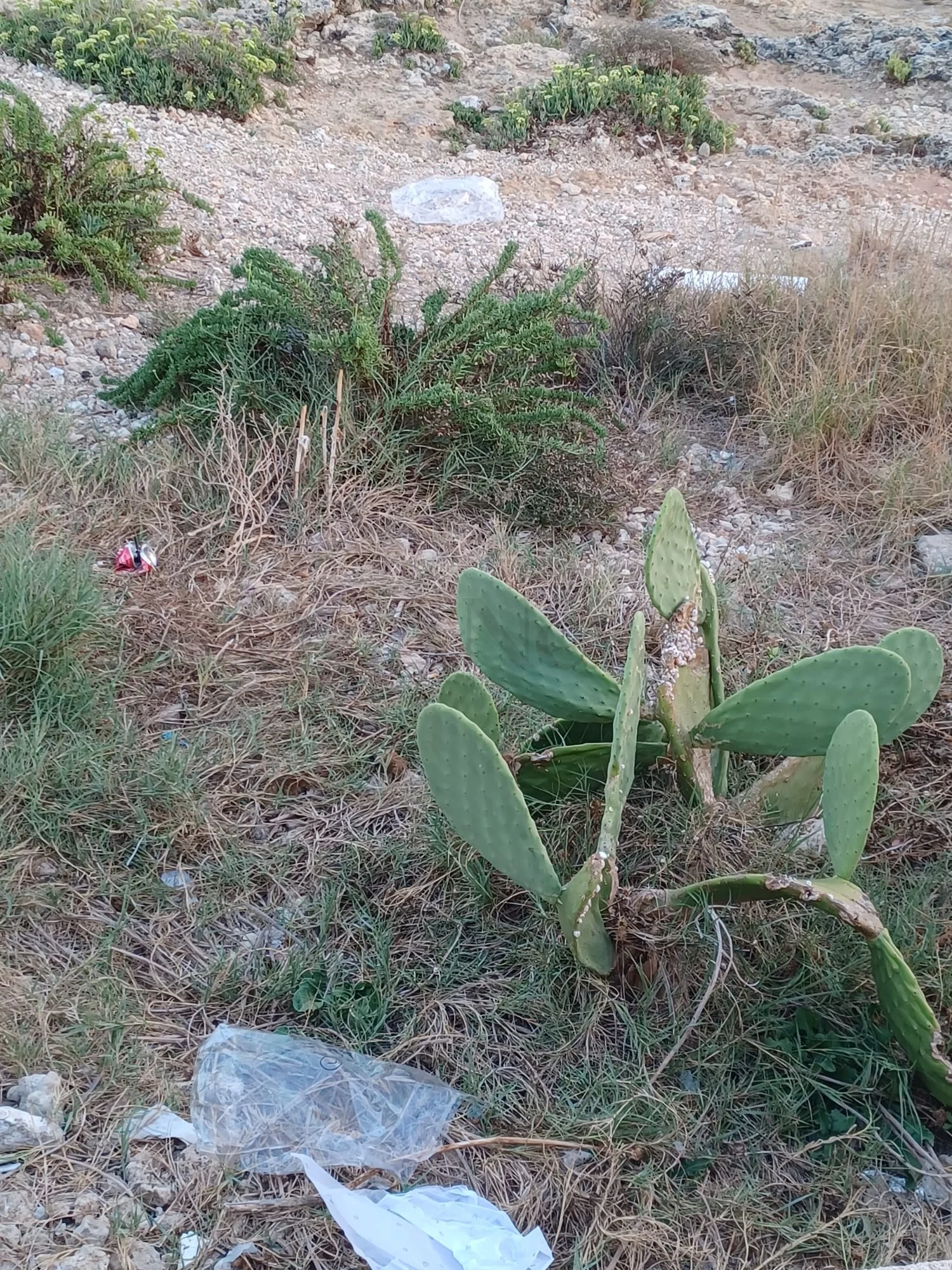 Foto: Torre San Giovanni, mercato settimanale: dopo le bancarelle, ancora rifiuti in strada