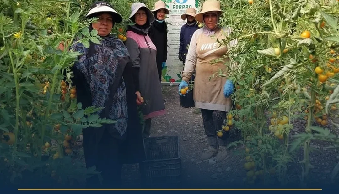 Anteprima di: Tricase e Tiro: il pomodoro salentino cresce in Libano per la sicurezza alimentare