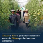 Anteprima di: Tricase e Tiro: il pomodoro salentino cresce in Libano per la sicurezza alimentare