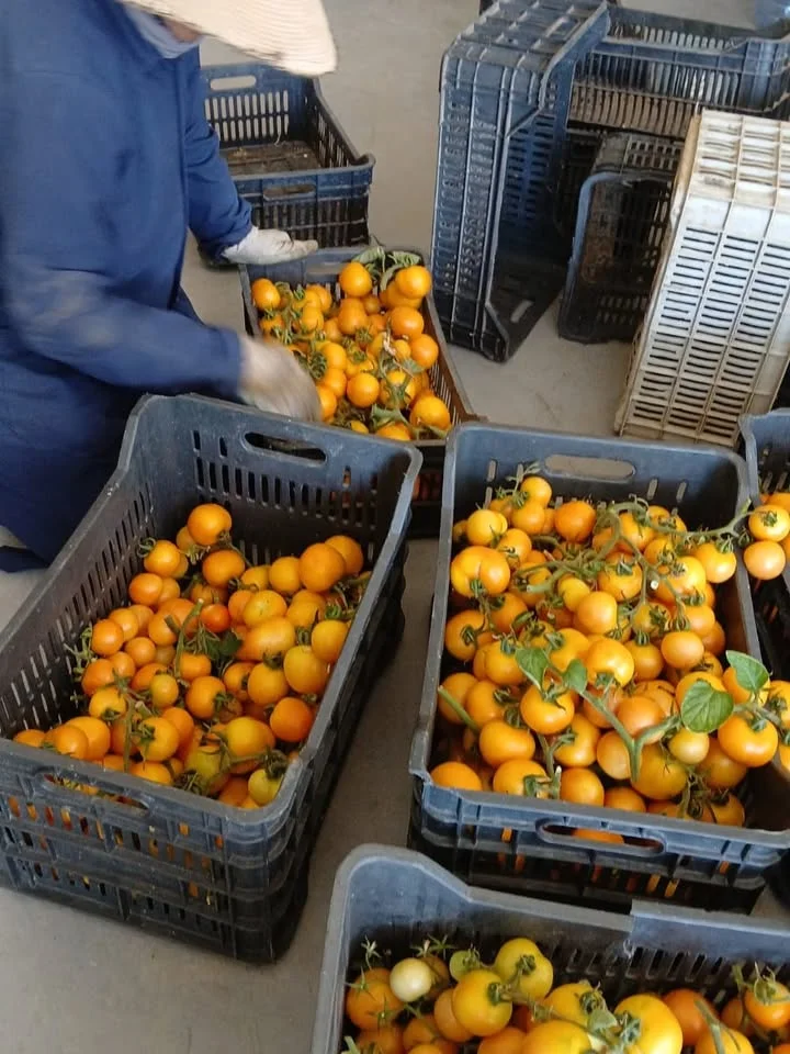 Dettaglio 2: Tricase e Tiro: il pomodoro salentino cresce in Libano per la sicurezza alimentare