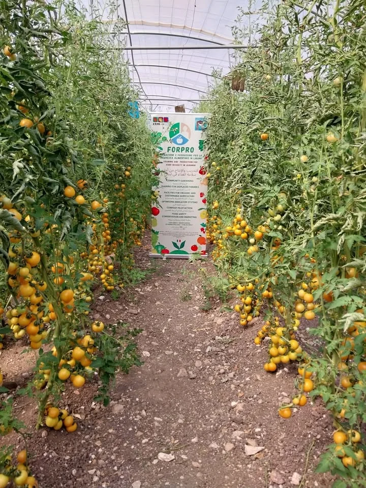 Dettaglio 3: Tricase e Tiro: il pomodoro salentino cresce in Libano per la sicurezza alimentare