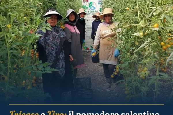 Tricase e Tiro: il pomodoro salentino cresce in Libano per la sicurezza alimentare