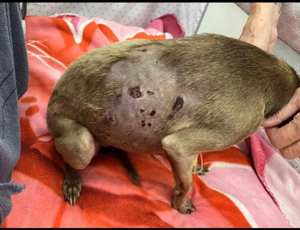 Dettaglio 1: Ugento, cagnolina Pollicina aggredita da lupo in giardino: gravi ferite e paura