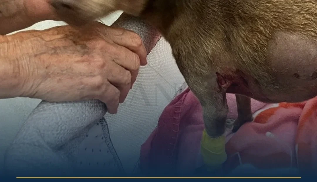 Anteprima di: Ugento, cagnolina Pollicina aggredita da lupo in giardino: gravi ferite e paura
