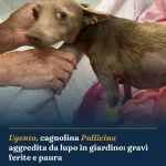 Anteprima di: Ugento, cagnolina Pollicina aggredita da lupo in giardino: gravi ferite e paura