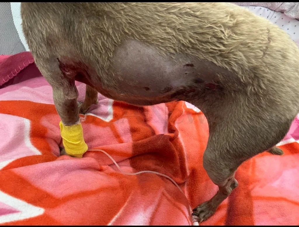Dettaglio 2: Ugento, cagnolina Pollicina aggredita da lupo in giardino: gravi ferite e paura