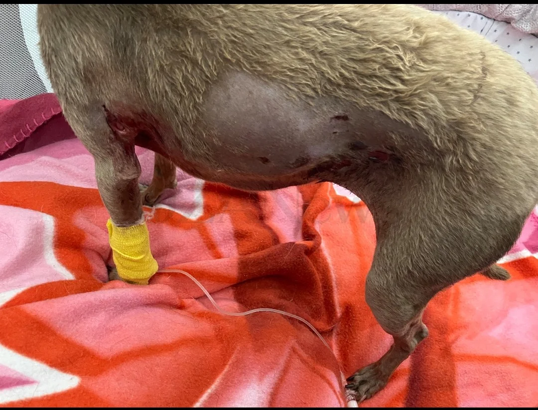 Foto: Ugento, cagnolina Pollicina aggredita da lupo in giardino: gravi ferite e paura