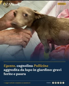 Anteprima di: Ugento, cagnolina Pollicina aggredita da lupo in giardino: gravi ferite e paura