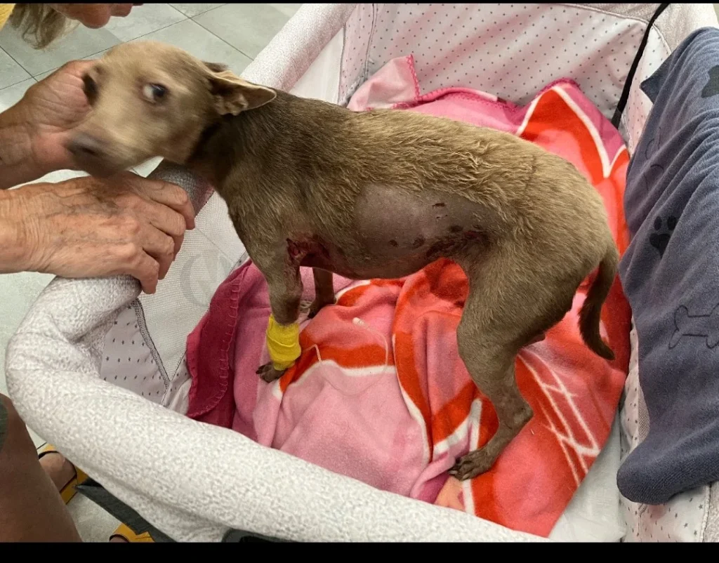 Dettaglio 4: Ugento, cagnolina Pollicina aggredita da lupo in giardino: gravi ferite e paura
