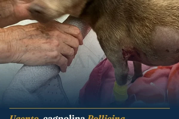 Ugento, cagnolina Pollicina aggredita da lupo in giardino: gravi ferite e paura