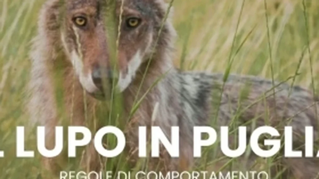 Anteprima di: Lecce, tavolo tecnico in Prefettura per la gestione del lupo nel Salento
