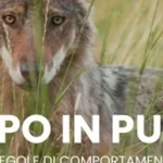 Anteprima di: Lecce, tavolo tecnico in Prefettura per la gestione del lupo nel Salento