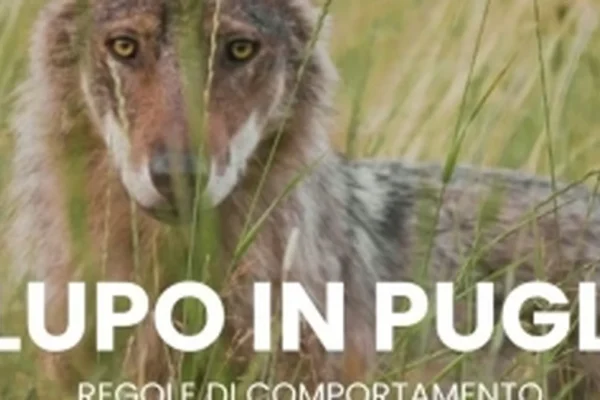 Lecce, tavolo tecnico in Prefettura per la gestione del lupo nel Salento