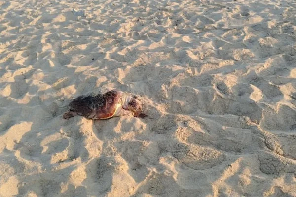 Lido Marini, tartaruga marina trovata morta sulla spiaggia di Ugento