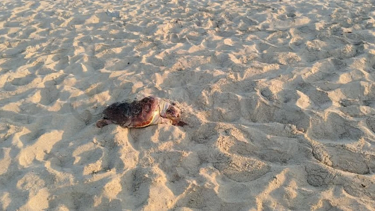 Foto: Lido Marini, tartaruga marina trovata morta sulla spiaggia di Ugento