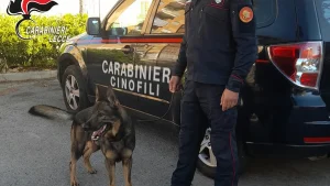 Anteprima di: Melendugno e Borgagne, Carabinieri bloccano spaccio di droga: due arresti e sequestri